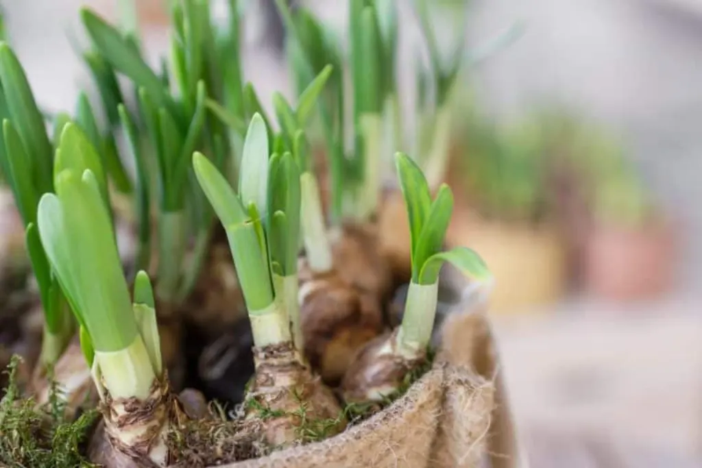 Plugins de cache WordPress : les outils en ligne pour optimiser les performances